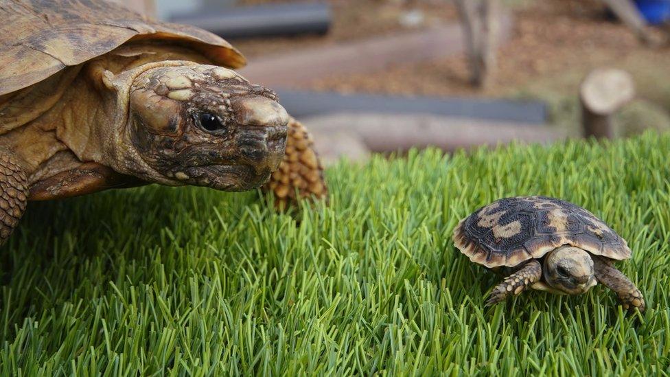 Pancake tortoises