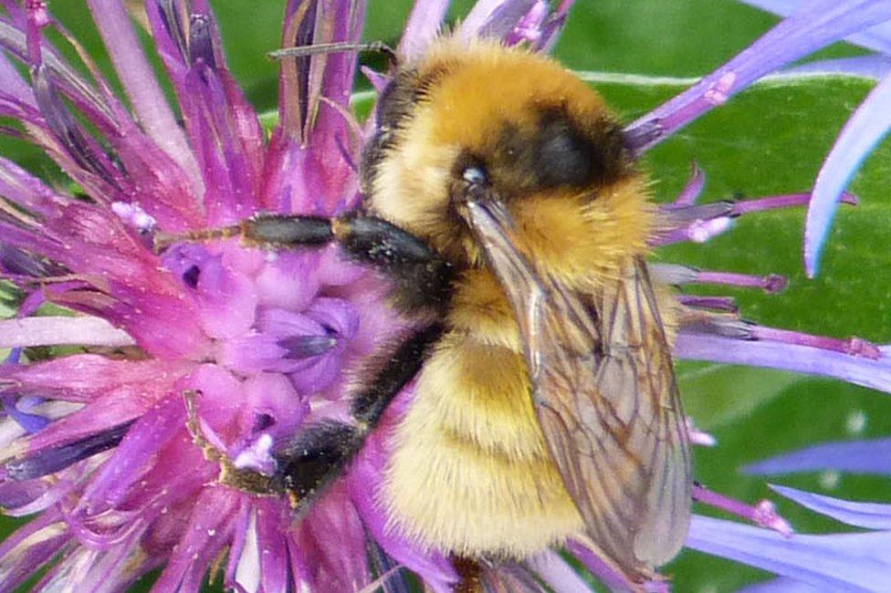 Great yellow bumblebee