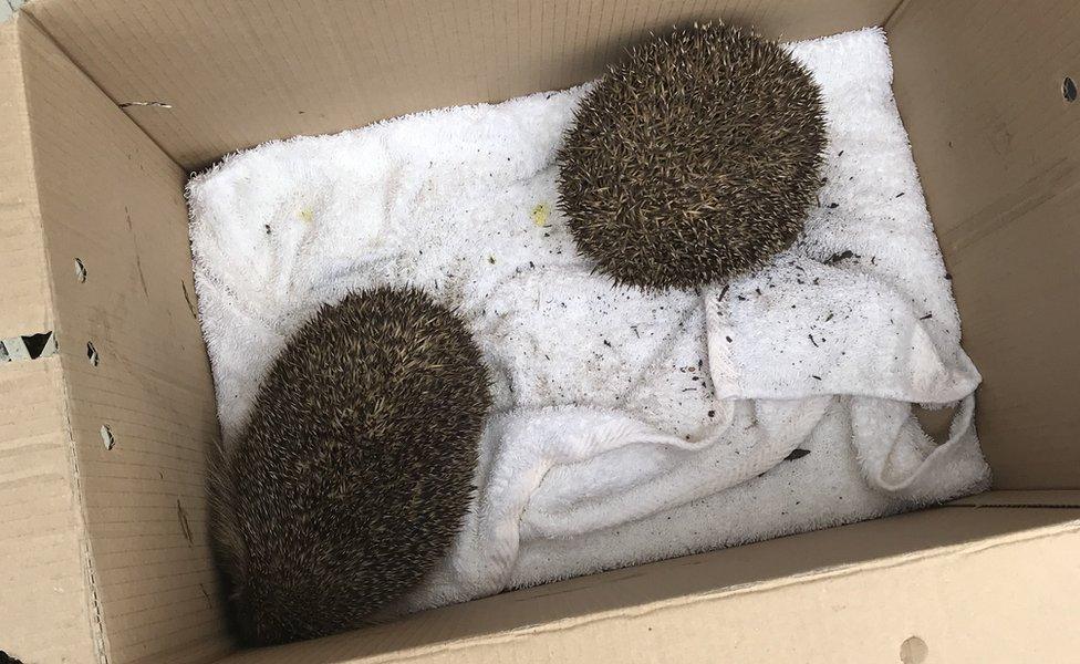 The two hogs found wedged down a 2ft (61cm) pipe that contained a water meter in Luton