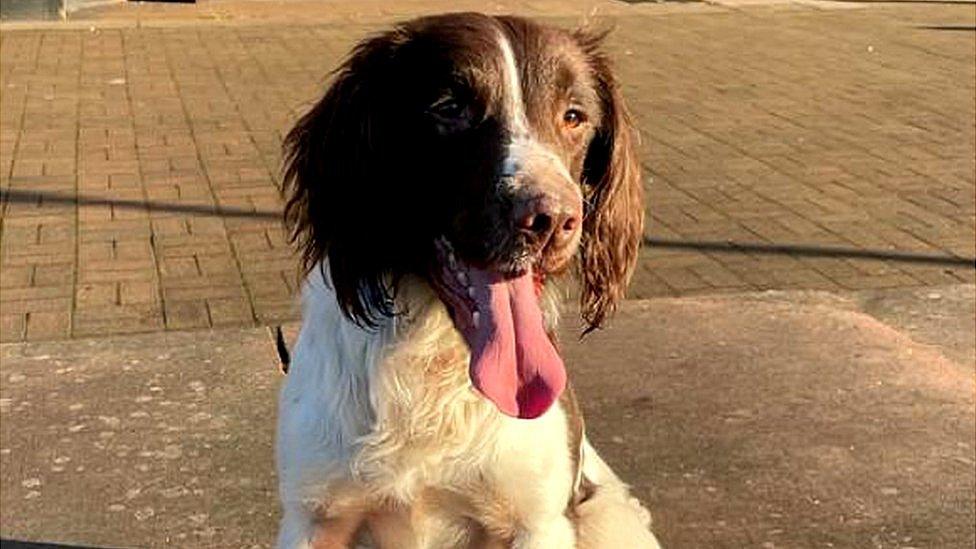 PD Paddy