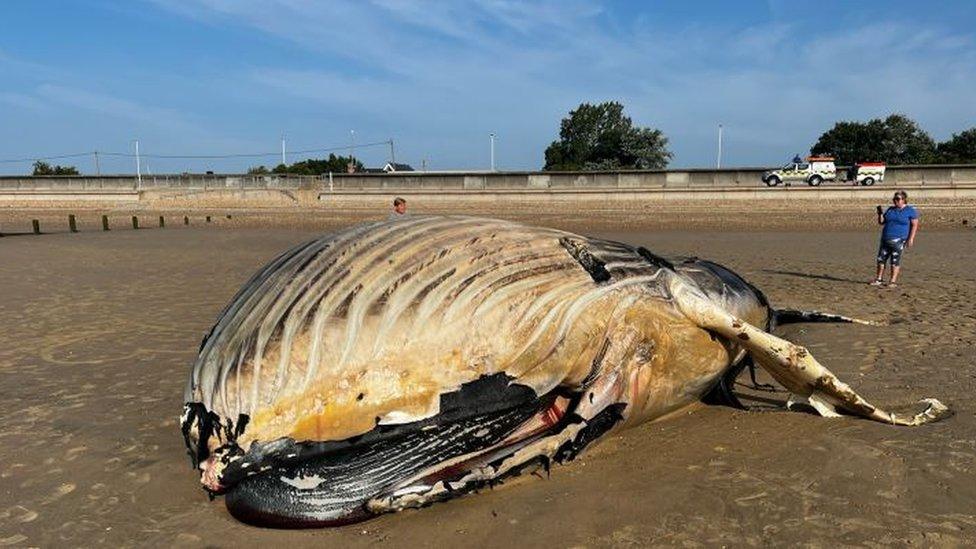 Dead whale at Littlestone