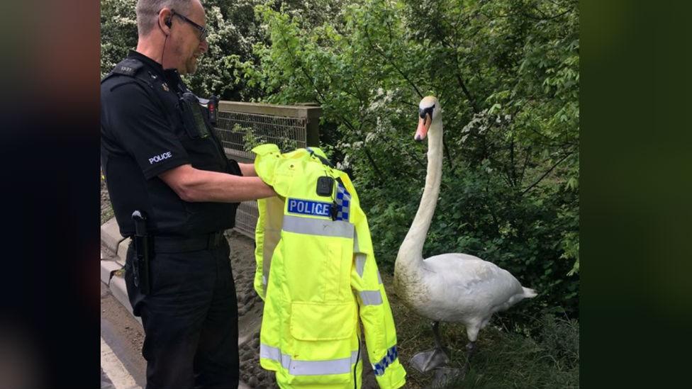 Swan with police officer