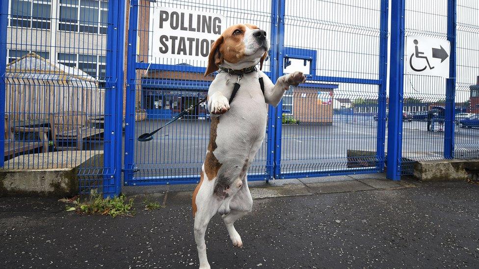 A dog at a polling station