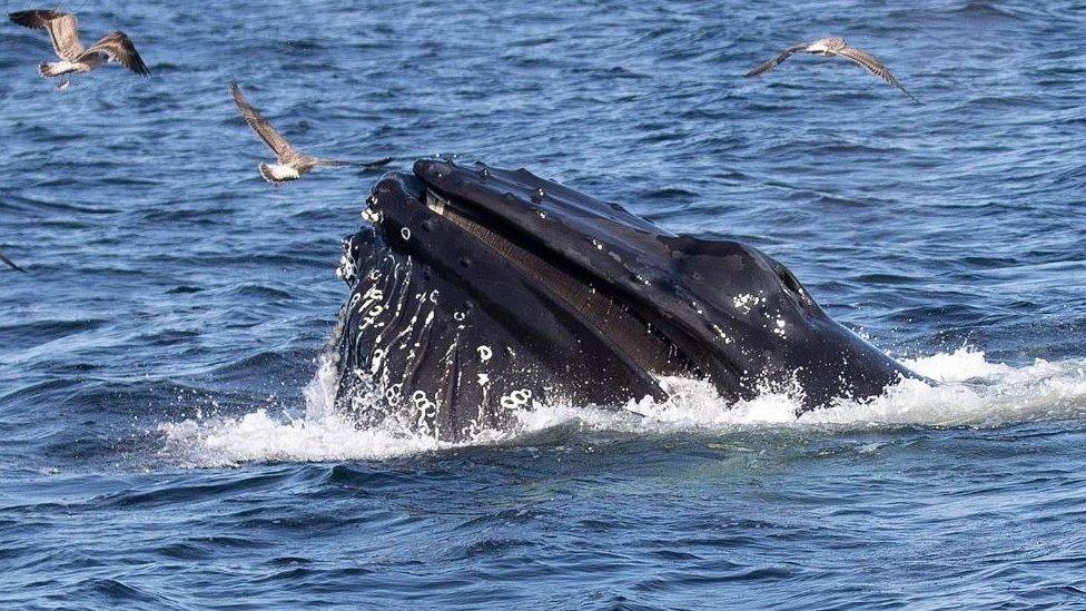 Humpback whale