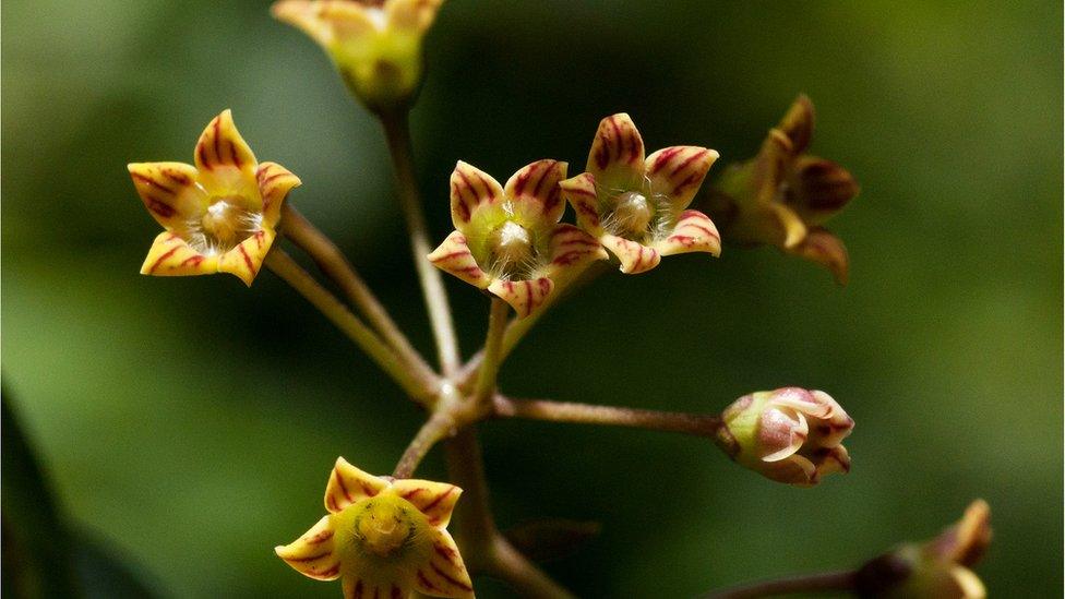 Marsdenia chiridensis in the Chrinda forest