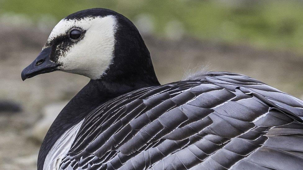 Barnacle goose