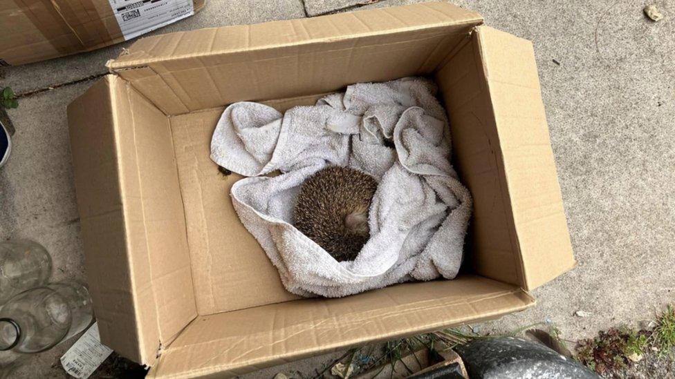 A hedgehog that has rolled into a ball inside a cardboard box wrapped and snuggled into a towel