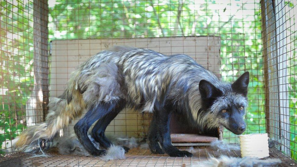 A fox with matted fur being held in a cage at a fur farm