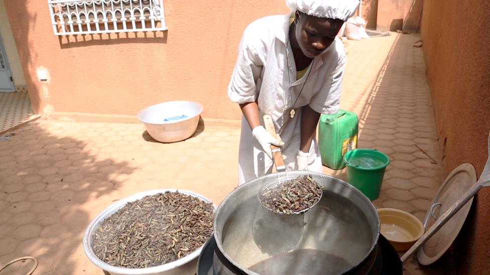 Caterpillars are boiled to prepare them for sale