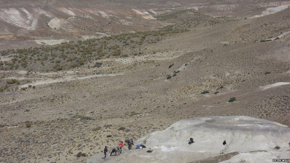 The fossils were unearthed in Patagonia, Argentina