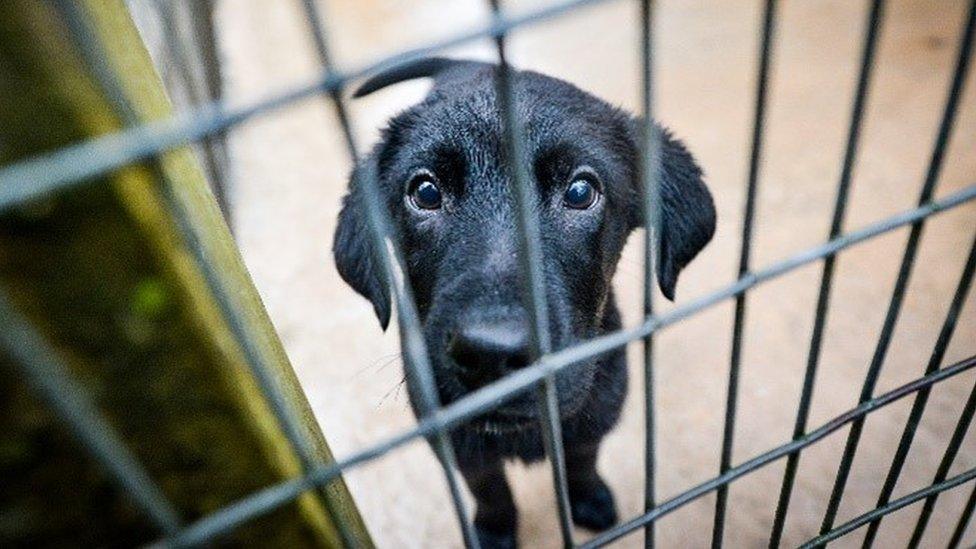 Tara, a puppy cared for by the Dogs Trust