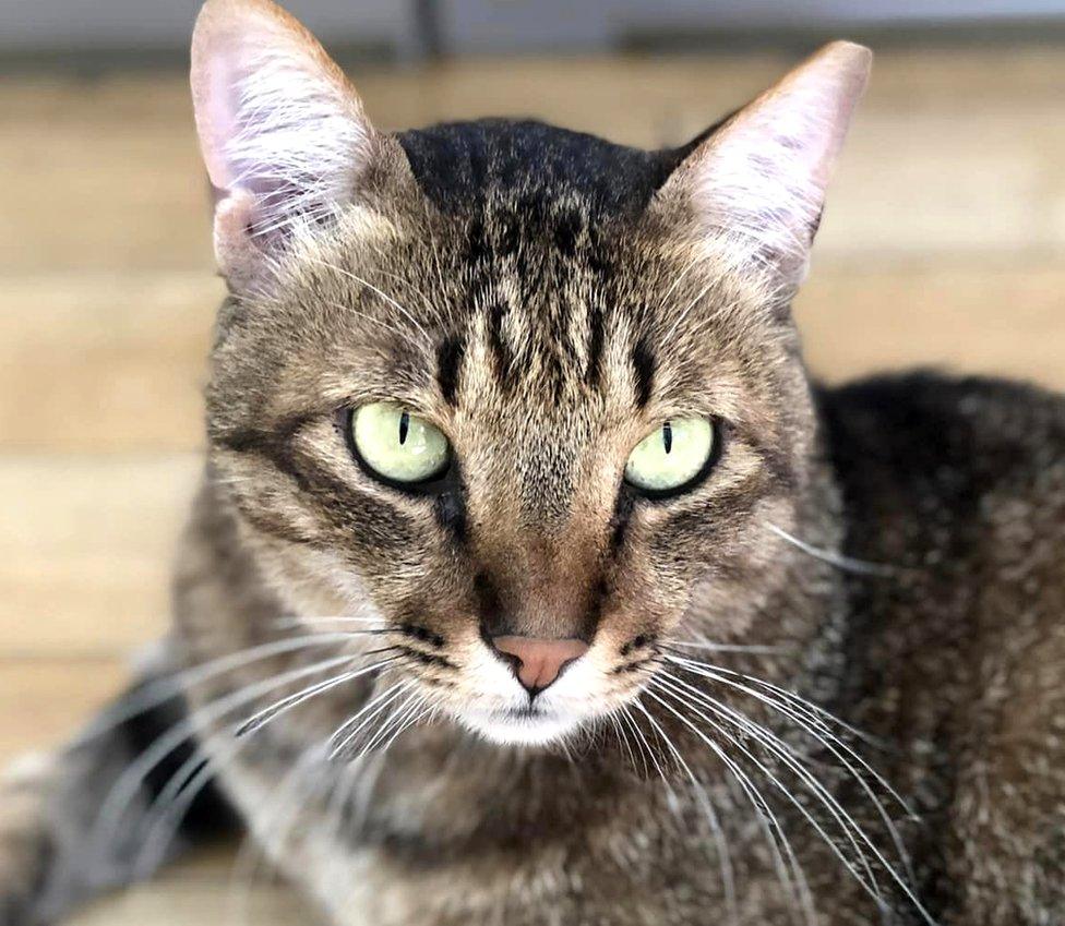 Hugo the cat - a tabby cat with bright green eyes