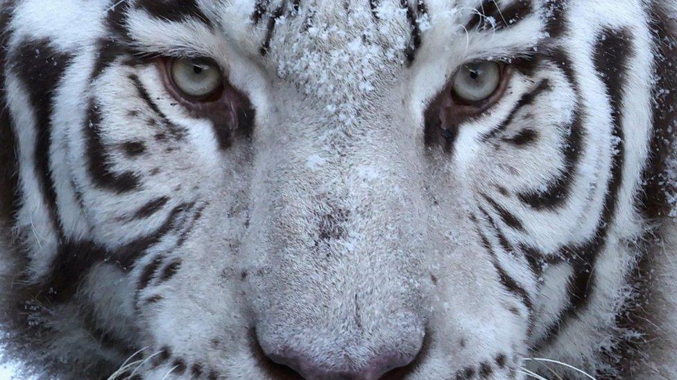 A white tiger feels snow on its face