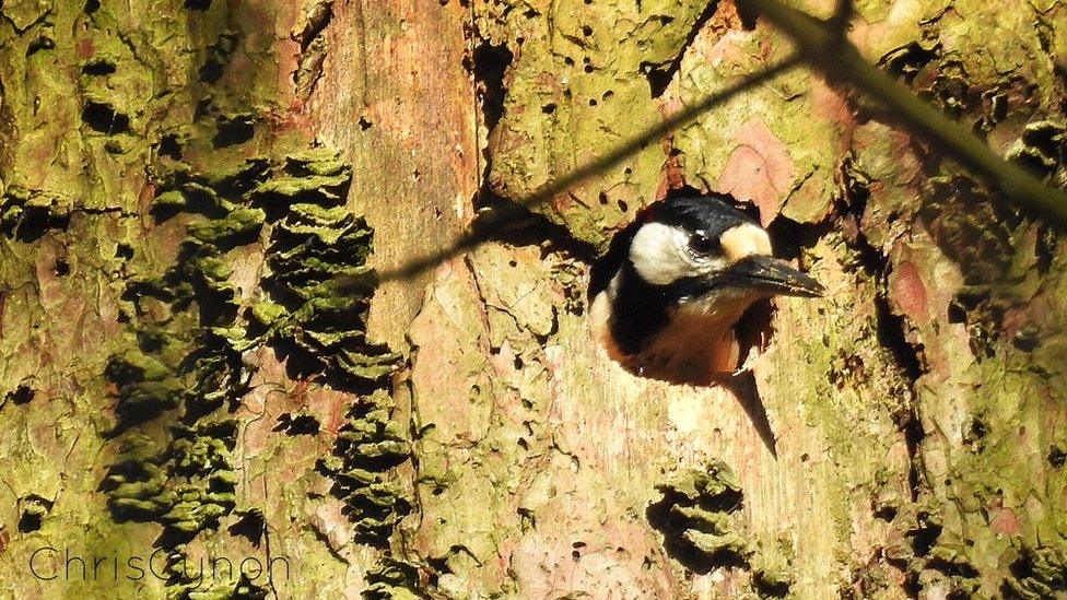 Woodpecker coming out of tree hole