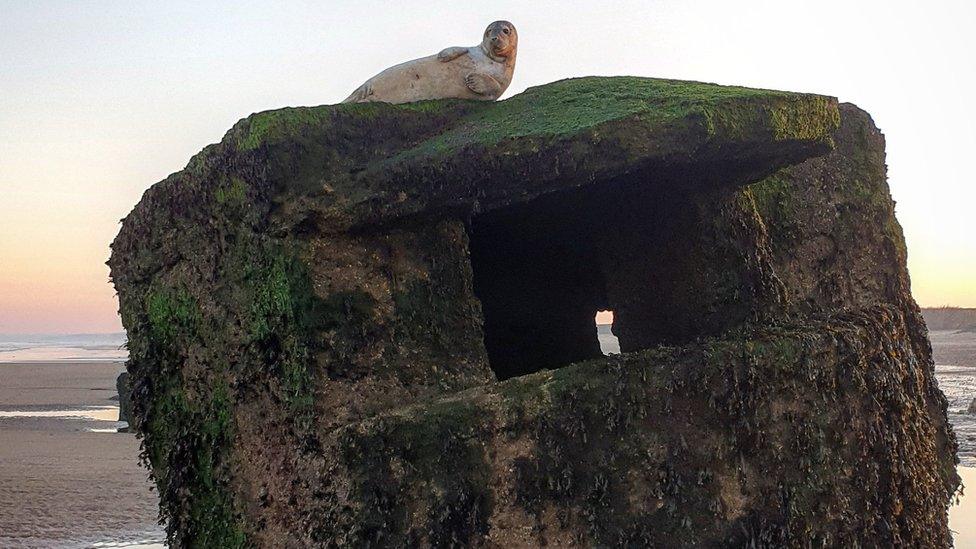 Seal atop a pillbox