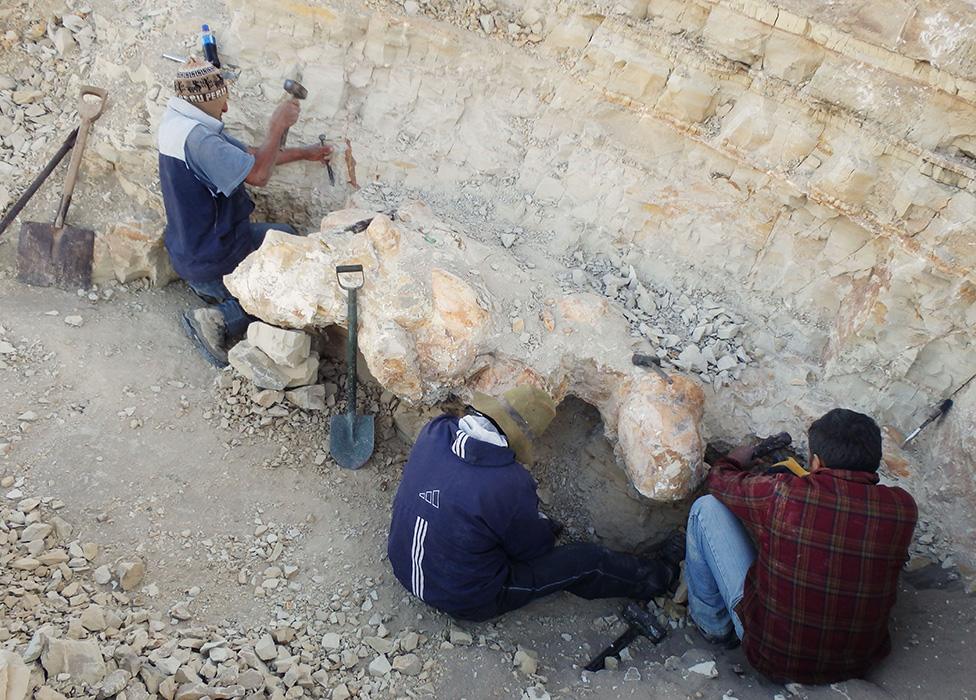 Perucetus excavation