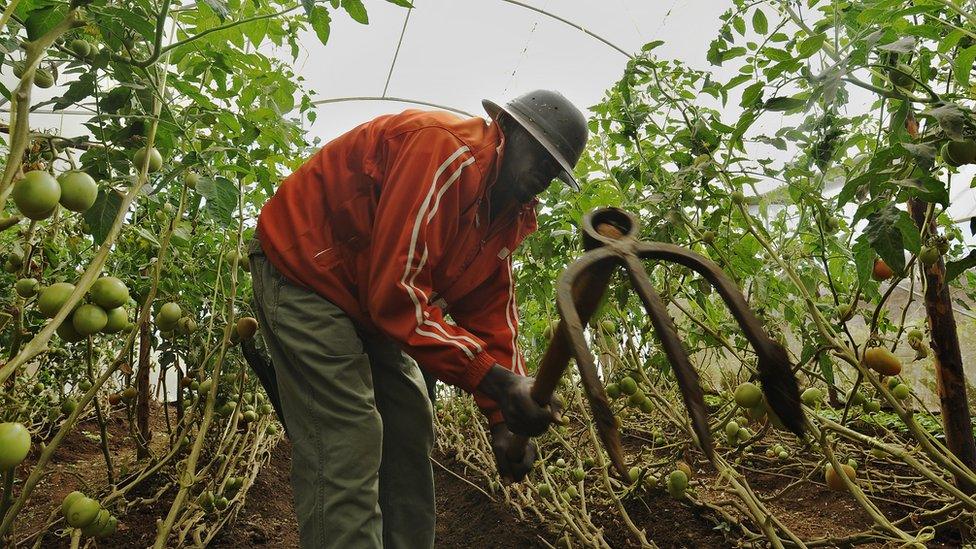 A farmer in Kibera, the largest slum in Kenya on 2 March 2011