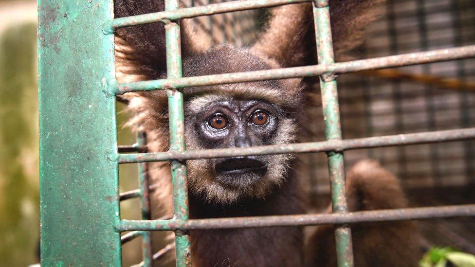 Owa gibbon, Indonesia