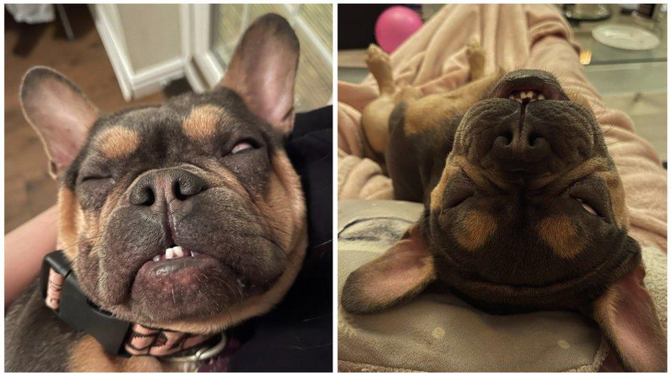 Two photos of Marnie sleeping side by side