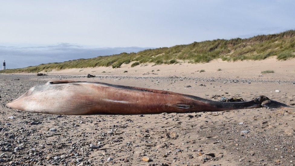 Whale on beach