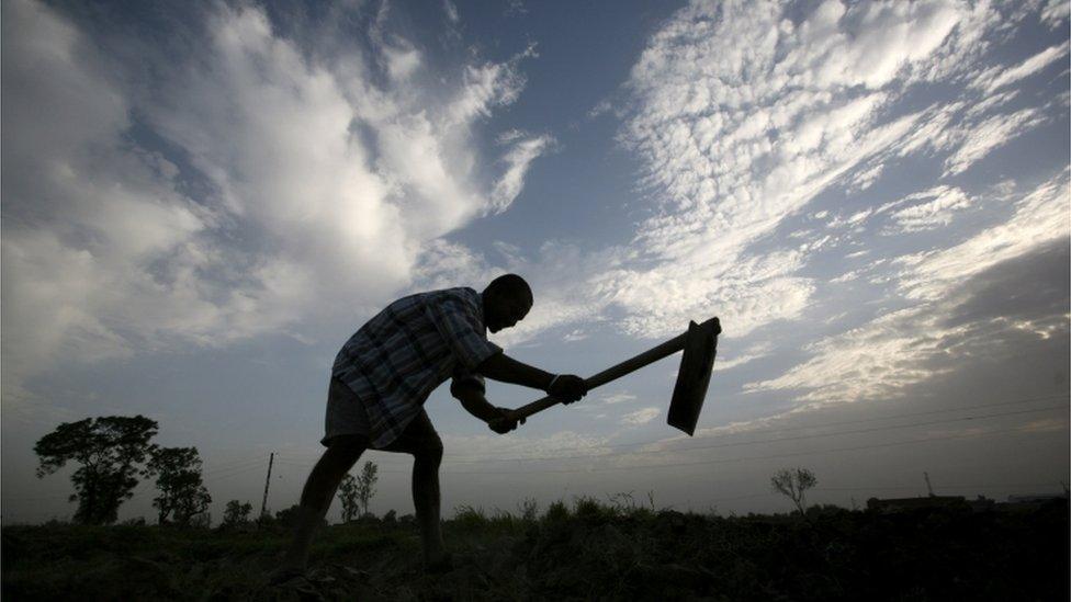 India farmer