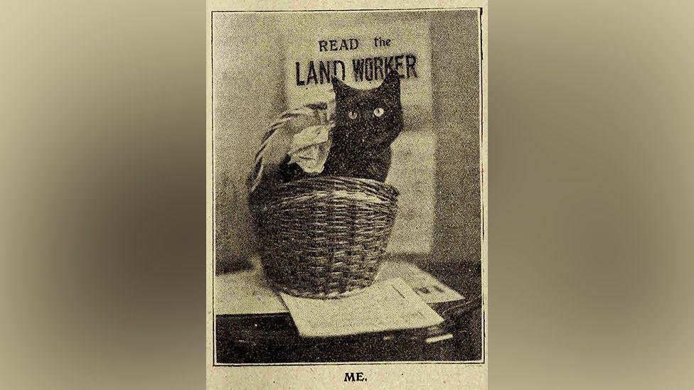 A black cat sits in a basket in front of a poster saying "Read the Land Worker"
