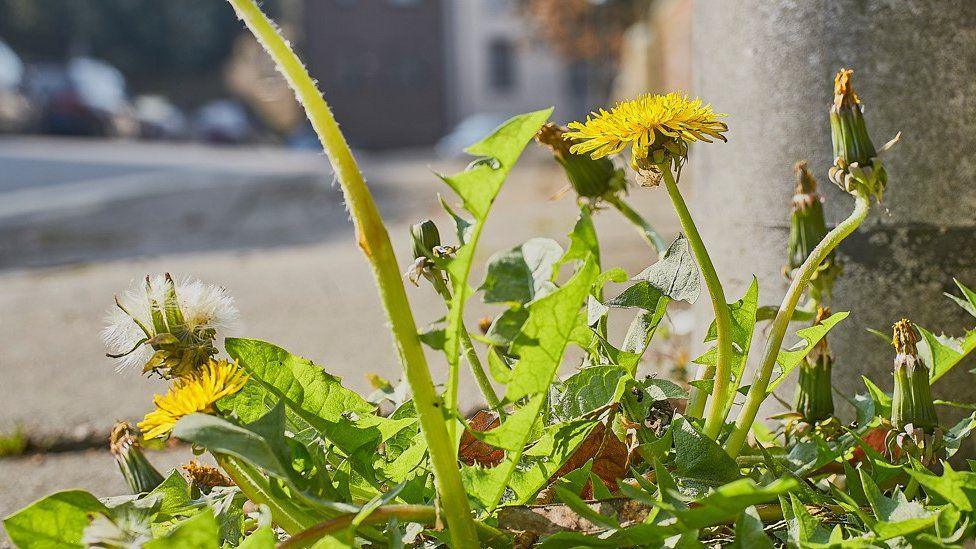 Generic picture of weeds on a pathway