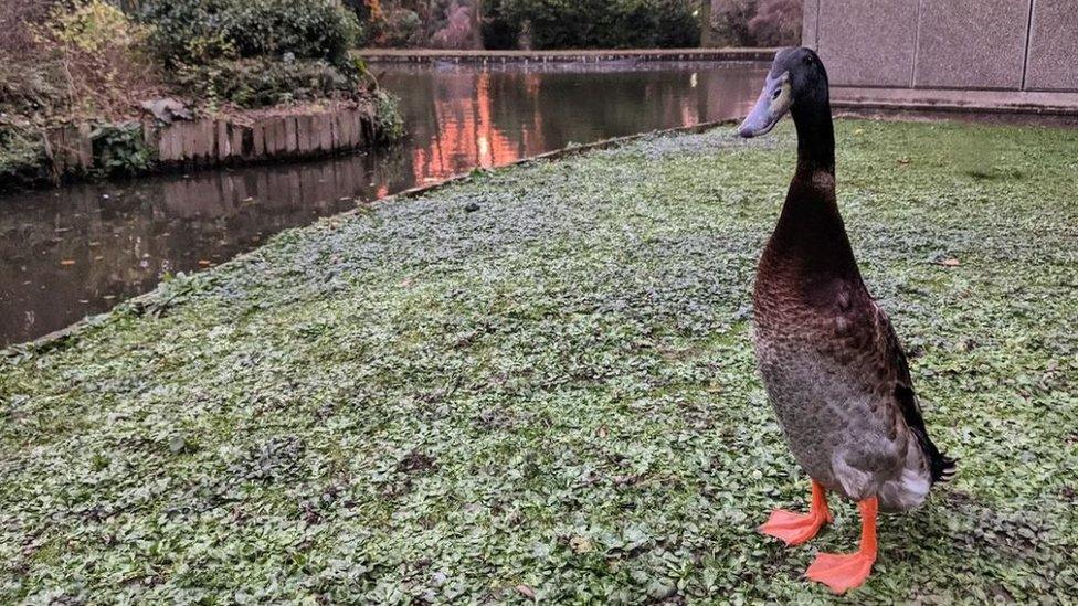 Long Boi: First look at sculpture of University of York duck - BBC News