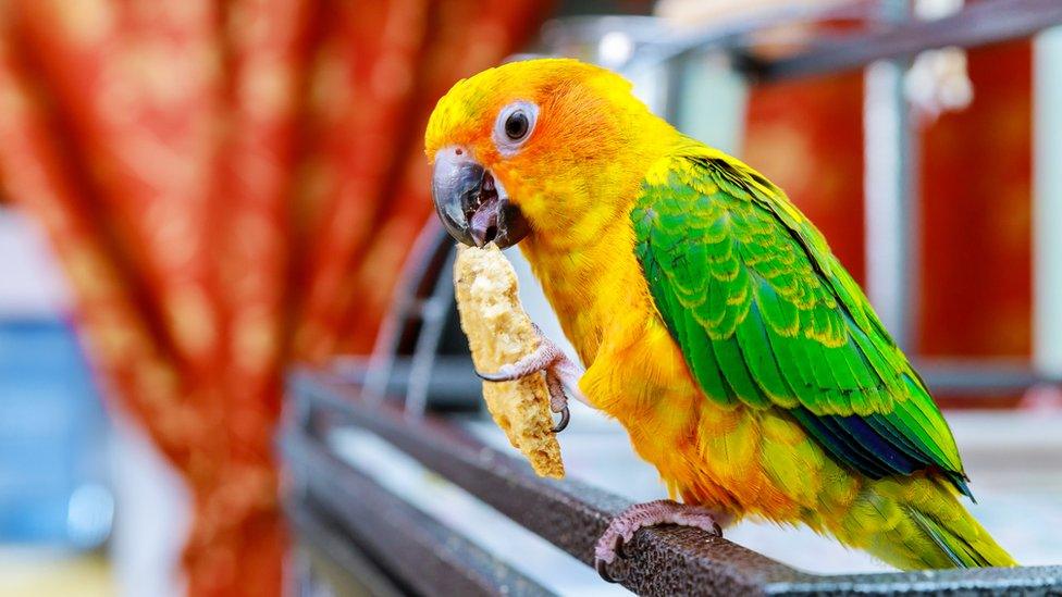 Sun conure.