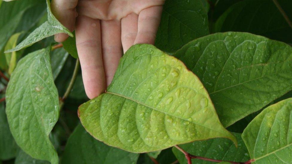 Close-up of knotweed leaf