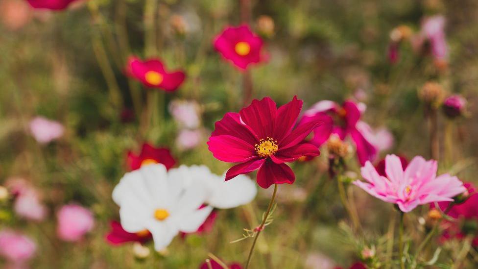 Blodau gwyllt ar y fferm