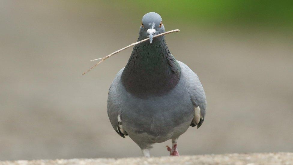 Pigeon generic