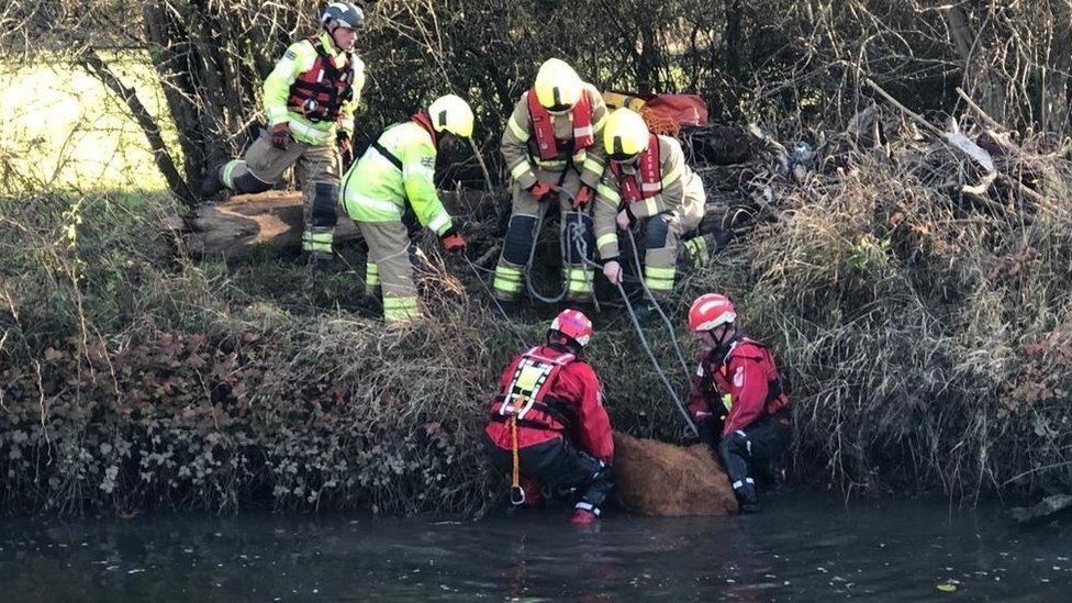 Calf on dry land following rescue from rive