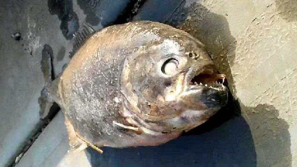 Fish found in Doncaster lake