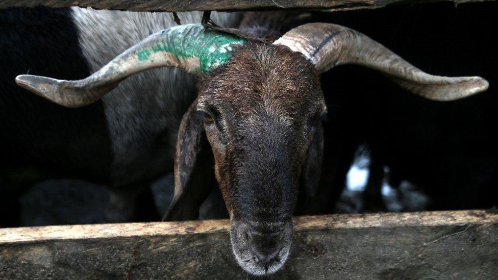 A sacrificial animal for sale looks on at the city market ahead of Muslim festival Eid al-Adha in Abidjan, Ivory Coast on 12 June 2024.