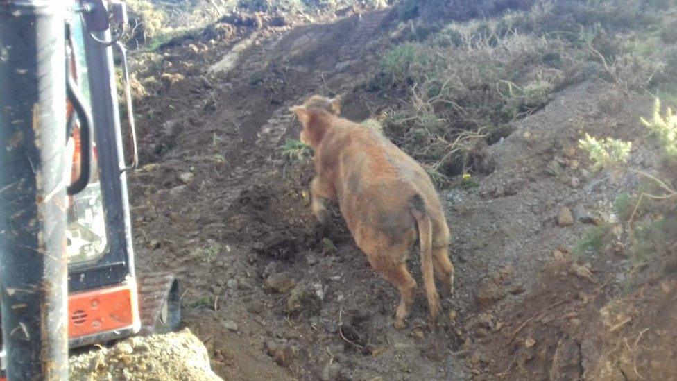 A cow walking by a coastal path