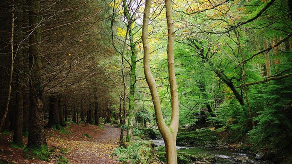 Tollymore forest