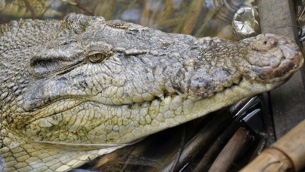 picture of a crocodile in Indonesia