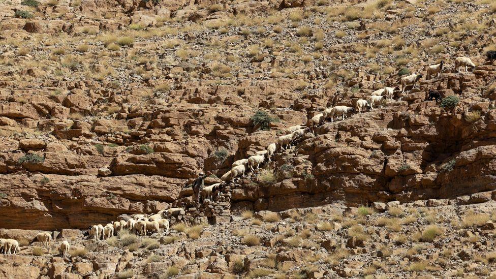 A flock of sheep seen walking up the rough terrain of a rocky mountain - guided by a shepherd in the area of Aït Attou Moussa located in the Tilemi commune of the Tinghir region, Morocco - Saturday 30 August 2025.
