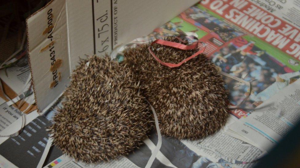 Hedgehogs