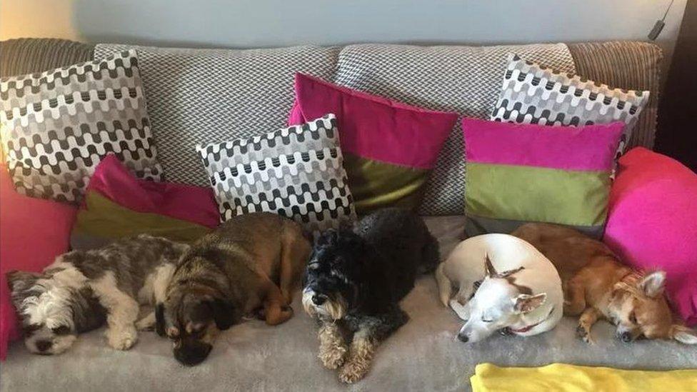 dogs on sofa