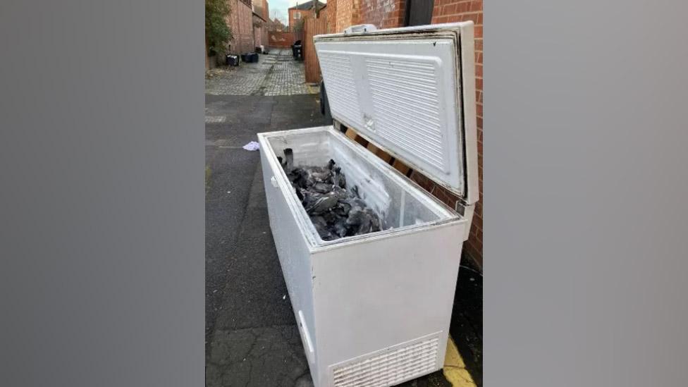 Dumped freezer with lid open showing dead pigeons