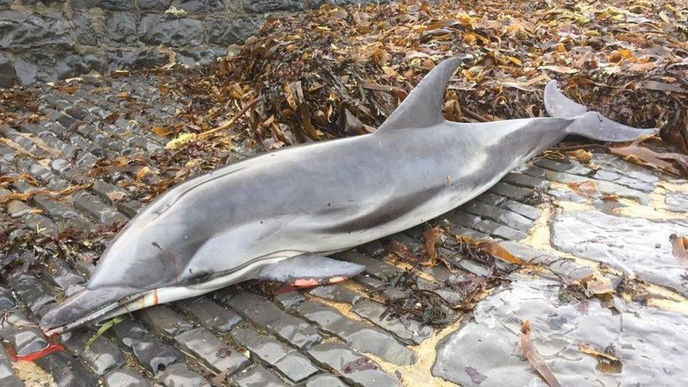 Striped Dolphin