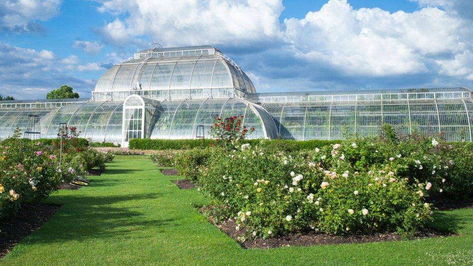 The iconic Temperate House exhibiting over 10,000 plants in the world's biggest sculptural Victorian glasshouse at Royal Botanic Gardens at Kew,