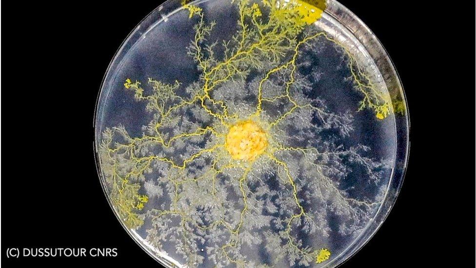 A slime mould