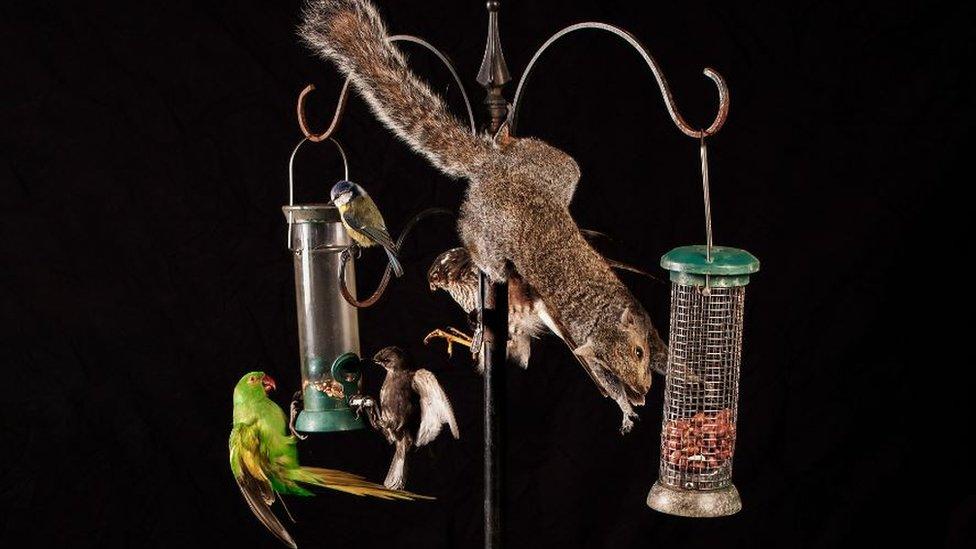 The top half of the Booth Museum's new diorama, featuring birds and a squirrel