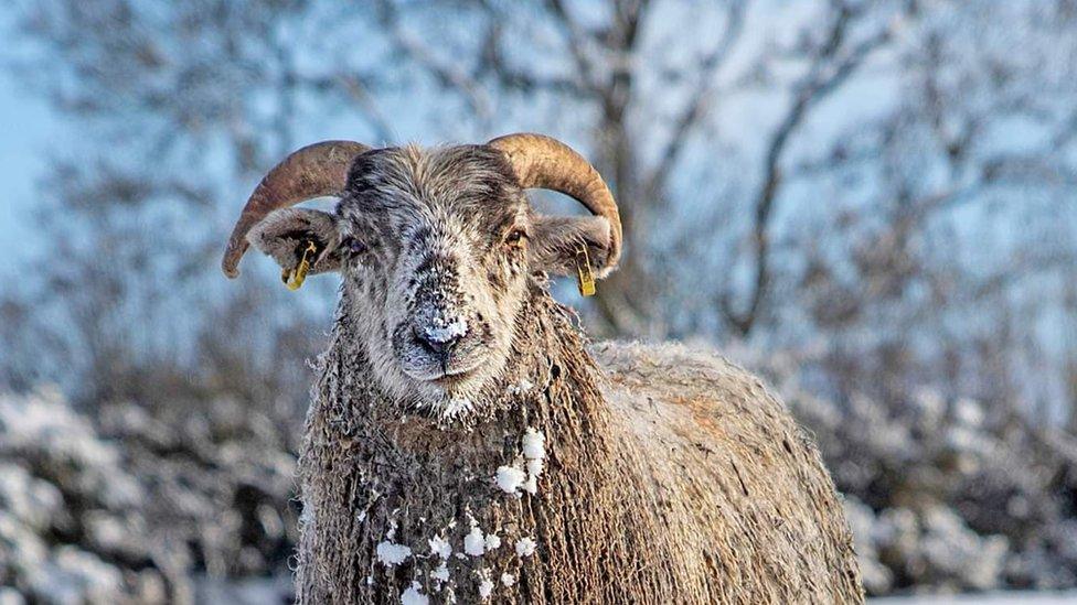 A sheep in the snow in County Tyrone