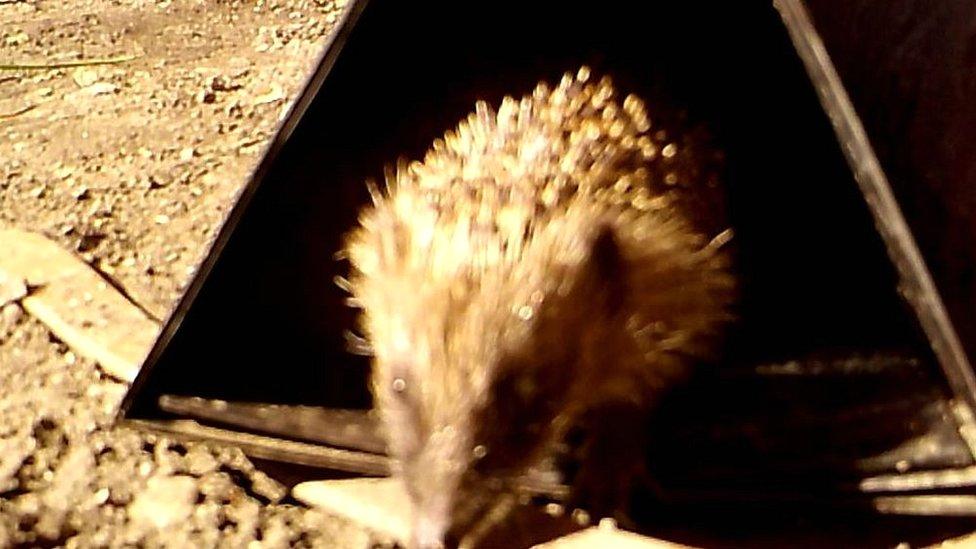 A motion capture from one of York St John's monitoring tunnels.