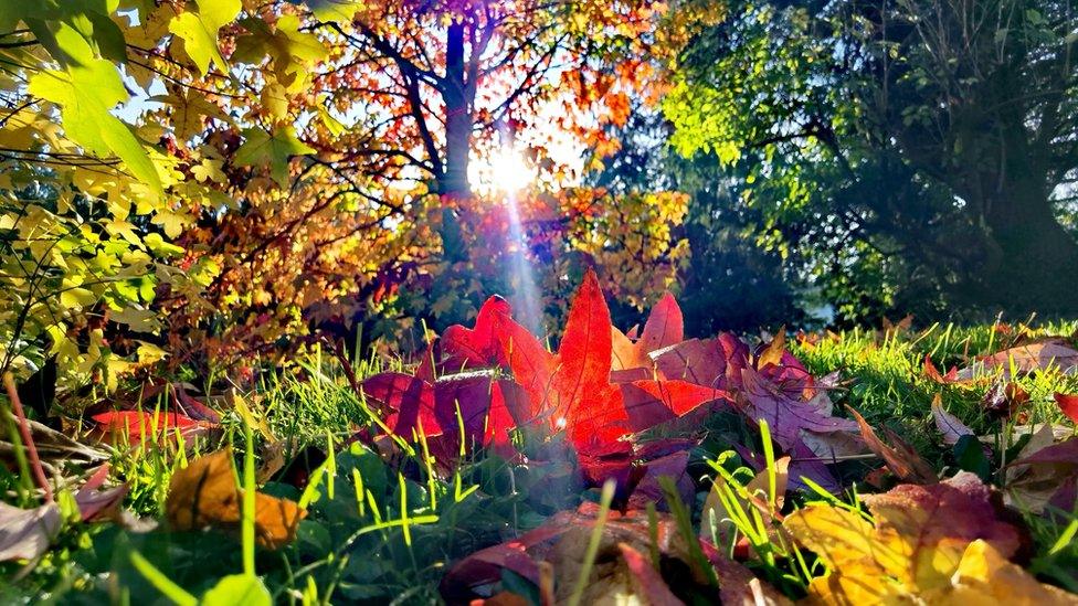 Sun falling onto leaves