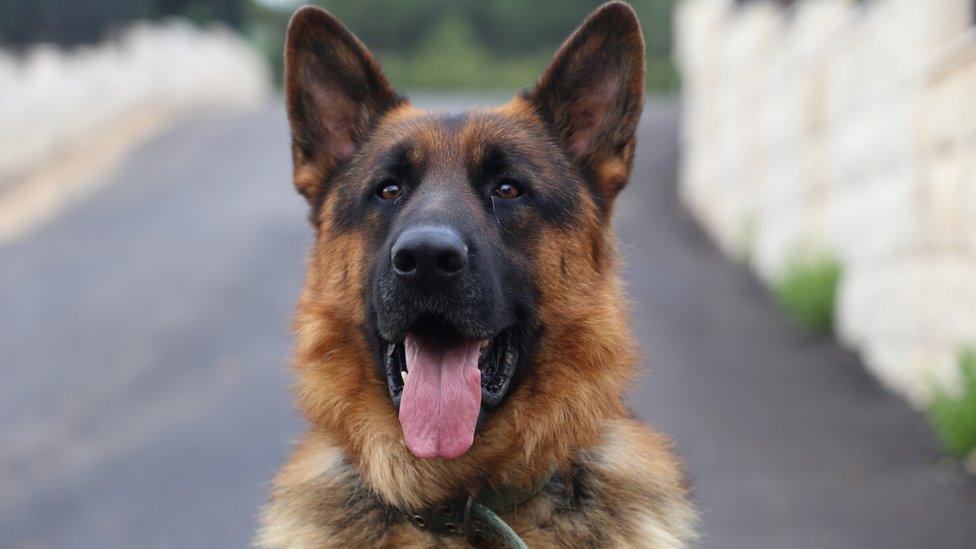 Puppy German Shepherd Best Seeing Eye Dog Breeds Guide Dog